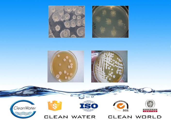 Sewage Treatment Process Bacterial Agents , Bacteria In Sewage Treatment